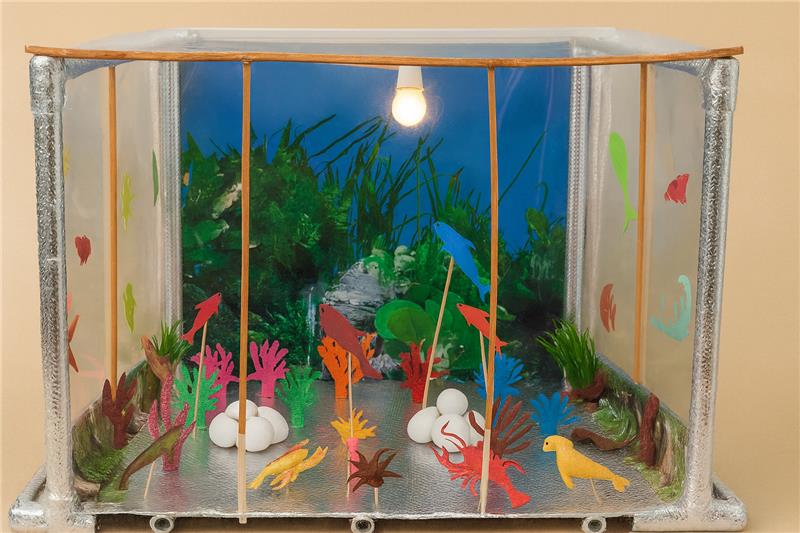 Underwater aquatic life 1